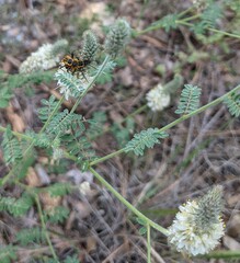 Chauliognathus opacus