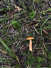 Lactarius subviscidus