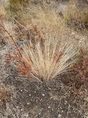 Elymus elymoides