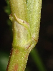 Muehlenbeckia adpressa