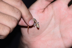 Hemiphyllodactylus typus