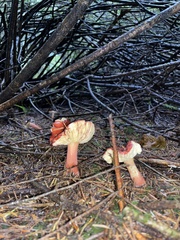 Russula americana