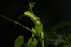 Bronchocela jubata