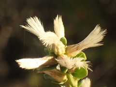 Baccharis pilularis consanguinea