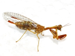 Leptomantispa pulchella