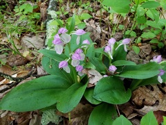 Galearis spectabilis