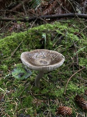 Amanita pachycolea