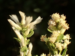 Baccharis pilularis consanguinea