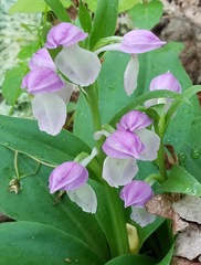 Galearis spectabilis