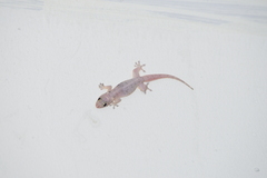 Gehyra mutilata