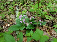 Galearis spectabilis