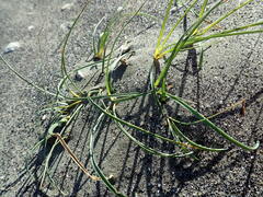 Carex pumila