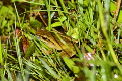 Polypedates leucomystax