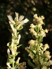 Baccharis pilularis consanguinea