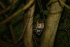 Otus lempiji