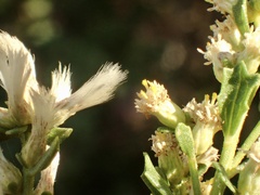 Baccharis pilularis consanguinea