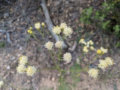 Hymenothrix loomisii