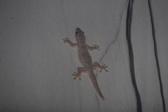 Hemidactylus platyurus