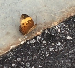 Cupha erymanthis lotis
