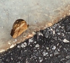 Cupha erymanthis lotis