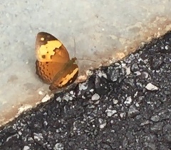 Cupha erymanthis lotis