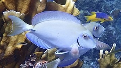 Acanthurus tractus