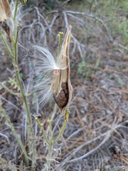 Asclepias tuberosa interior