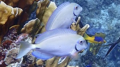 Acanthurus tractus