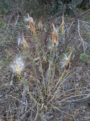 Asclepias tuberosa interior