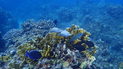 Acanthurus tractus