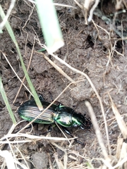 Megadromus antarcticus