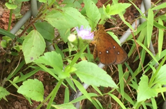 Iambrix salsala salsala