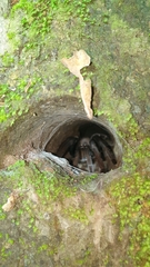 Selenocosmiinae