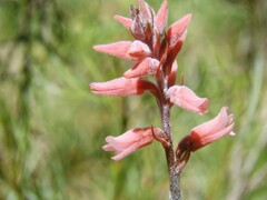 Sacoila lanceolata