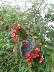 Viburnum betulifolium