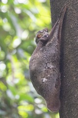 Galeopterus variegatus