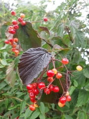 Viburnum betulifolium