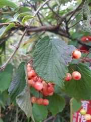 Viburnum betulifolium