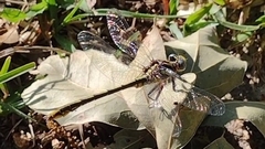 Phanogomphus