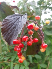 Viburnum betulifolium