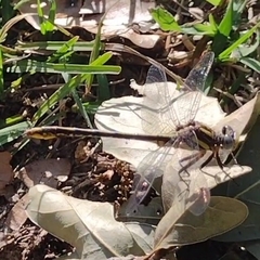 Phanogomphus