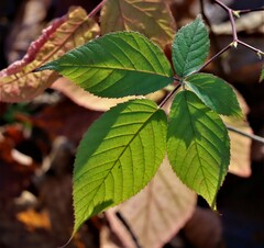 Rubus allegheniensis