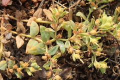 Euphorbia ocellata ocellata