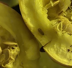 Armadillidium nasatum