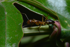 Camponotus substitutus
