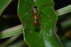 Camponotus substitutus