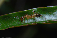 Camponotus substitutus