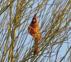Cardinalis sinuatus