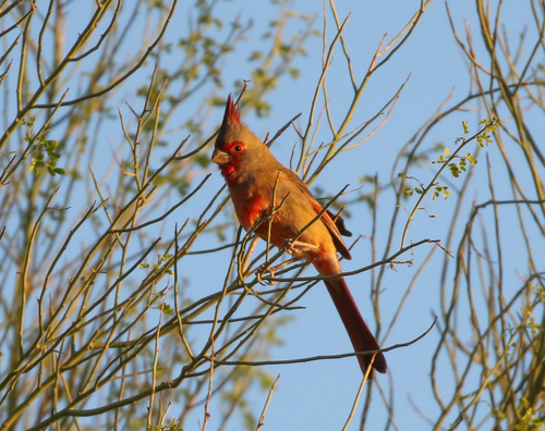 Pyrrhuloxia photographed in California