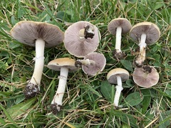 Stropharia coronilla